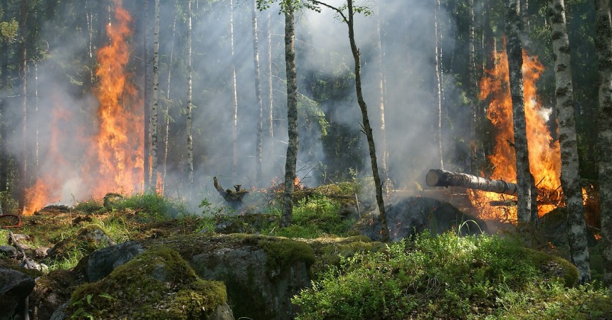 Le risque feu de forêt : les bons réflexes
