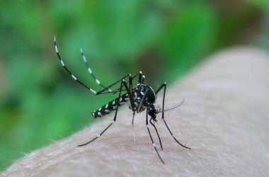 moustique tigre / la sté Altopictus réalisera un diagnostic du domaine privé le mardi 23 juin