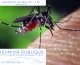 Réunion publique – Lutte contre les moustiques tigres (vendredi 18 février)